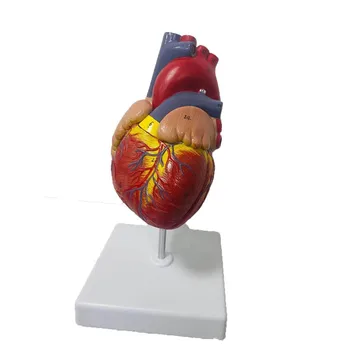 Модель анатомии человеческого сердца в натуральную величину 1:1, обучающие ресурсы по медицинской науке, прямая поставка Изображение