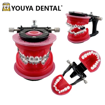 Ортодонтические модели с металлическим кронштейном, модель для обучения зубным деснам из красного воска, обучающая модель для практики зубных техников Изображение